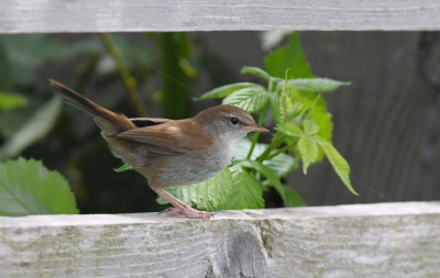 <i class='fa fa-user'></i> Nol Baarschers |   Cetti's Zanger  <i class='fa fa-eye'> 237</i>   <i class='fa fa-comment-o'> 7</i>