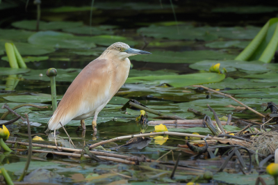 <i class='fa fa-user'></i> Vincent Vuik |   Ralreiger  <i class='fa fa-eye'> 614</i>  <i class='fa fa-thumbs-up'> 24</i>   <i class='fa fa-comment-o'> 23</i>