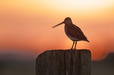 <i class='fa fa-user'></i> anevanrees |   Watersnip  <i class='fa fa-eye'> 283</i>  <i class='fa fa-thumbs-up'> 20</i>   <i class='fa fa-comment-o'> 17</i>