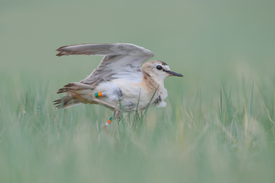 <i class='fa fa-user'></i> Hans Overduin |   Prairieplevier  <i class='fa fa-eye'> 310</i>  <i class='fa fa-thumbs-up'> 7</i>   <i class='fa fa-comment-o'> 6</i>