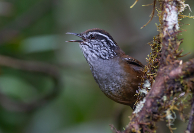 <i class='fa fa-user'></i> charlysax |   Munchiqueboswinterkoning  <i class='fa fa-eye'> 149</i>  <i class='fa fa-thumbs-up'> 6</i>   <i class='fa fa-comment-o'> 4</i>