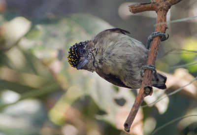 <i class='fa fa-user'></i> charlysax |   Grijze Dwergspecht  <i class='fa fa-eye'> 194</i>  <i class='fa fa-thumbs-up'> 6</i>   <i class='fa fa-comment-o'> 5</i>