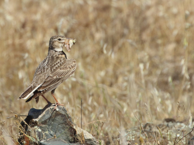 <i class='fa fa-user'></i> honderwa |   Kalanderleeuwerik  <i class='fa fa-eye'> 221</i>   <i class='fa fa-comment-o'> 2</i>