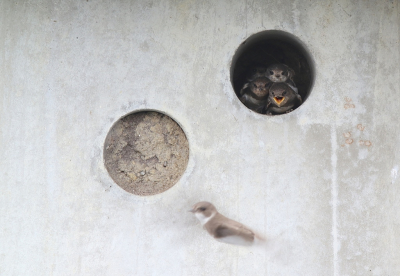 <i class='fa fa-user'></i> rietgors |   Oeverzwaluw  <i class='fa fa-eye'> 351</i>  <i class='fa fa-thumbs-up'> 9</i>   <i class='fa fa-comment-o'> 8</i>