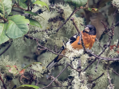 <i class='fa fa-user'></i> Paul van Giersbergen |   Zwartkopkardinaal  <i class='fa fa-eye'> 143</i>   <i class='fa fa-comment-o'> 2</i>