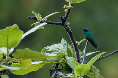 <i class='fa fa-user'></i> Paul van Giersbergen |   Mexicaanse Violetoorkolibrie  <i class='fa fa-eye'> 123</i>  <i class='fa fa-thumbs-up'> 1</i>   <i class='fa fa-comment-o'> 2</i>