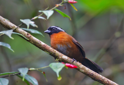 <i class='fa fa-user'></i> charlysax |   Tangarestruikgors  <i class='fa fa-eye'> 104</i>  <i class='fa fa-thumbs-up'> 3</i>   <i class='fa fa-comment-o'> 1</i>