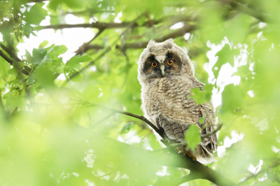 <i class='fa fa-user'></i> thijsglastra |   Ransuil  <i class='fa fa-eye'> 279</i>  <i class='fa fa-thumbs-up'> 4</i>   <i class='fa fa-comment-o'> 6</i>