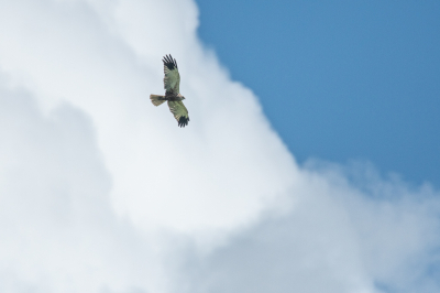 Vanmiddag bezig geweest met het fotograferen de de bruine kiekendieven die daar vaak vliegen. Hier vind ik de laagjes in de lucht wel mooi en gelukkig vloog de kiek daar even.