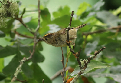 <i class='fa fa-user'></i> Gerard E |   Azorengoudhaan  <i class='fa fa-eye'> 150</i>   <i class='fa fa-comment-o'> 1</i>