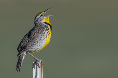 <i class='fa fa-user'></i> Hans Overduin |   Geelkaakweidespreeuw  <i class='fa fa-eye'> 267</i>  <i class='fa fa-thumbs-up'> 14</i>   <i class='fa fa-comment-o'> 8</i>