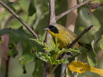 <i class='fa fa-user'></i> Paul van Giersbergen |   Nelsons Maskerzanger  <i class='fa fa-eye'> 118</i>   <i class='fa fa-comment-o'> 1</i>