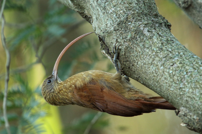 <i class='fa fa-user'></i> Martjan Lammertink |   Kolibriemuisspecht  <i class='fa fa-eye'> 240</i>  <i class='fa fa-thumbs-up'> 19</i>   <i class='fa fa-comment-o'> 12</i>