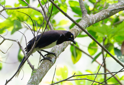 <i class='fa fa-user'></i> charlysax |   Zwartborstgaai  <i class='fa fa-eye'> 134</i>  <i class='fa fa-thumbs-up'> 1</i>   <i class='fa fa-comment-o'> 1</i>