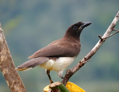 <i class='fa fa-user'></i> guido mwm |   Bruine Gaai  <i class='fa fa-eye'> 130</i>   <i class='fa fa-comment-o'> 4</i>