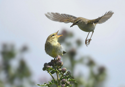 <i class='fa fa-user'></i> Nol Baarschers |   Fitis  <i class='fa fa-eye'> 206</i>  <i class='fa fa-thumbs-up'> 9</i>   <i class='fa fa-comment-o'> 17</i>