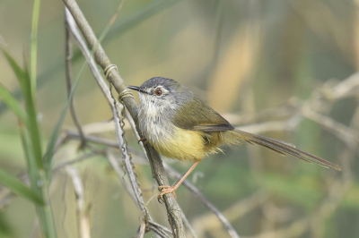 <i class='fa fa-user'></i> Gerard Visser |   Geelbuikprinia  <i class='fa fa-eye'> 186</i>  <i class='fa fa-thumbs-up'> 10</i>   <i class='fa fa-comment-o'> 10</i>