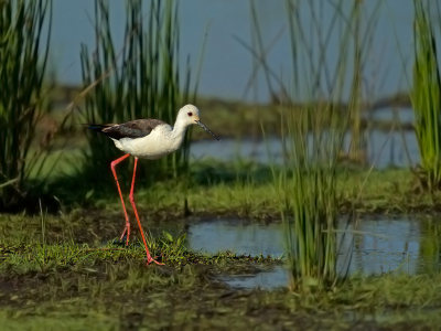 <i class='fa fa-user'></i> anevanrees |   Steltkluut  <i class='fa fa-eye'> 397</i>  <i class='fa fa-thumbs-up'> 20</i>   <i class='fa fa-comment-o'> 14</i>