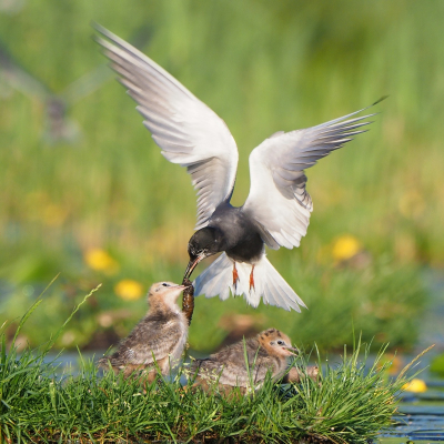 <i class='fa fa-user'></i> corvanspijk |   Zwarte Stern  <i class='fa fa-eye'> 255</i>  <i class='fa fa-thumbs-up'> 13</i>   <i class='fa fa-comment-o'> 16</i>