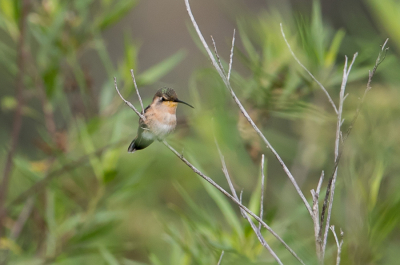 <i class='fa fa-user'></i> Paul van Giersbergen |   Prachtkolibrie  <i class='fa fa-eye'> 120</i>   <i class='fa fa-comment-o'> 1</i>
