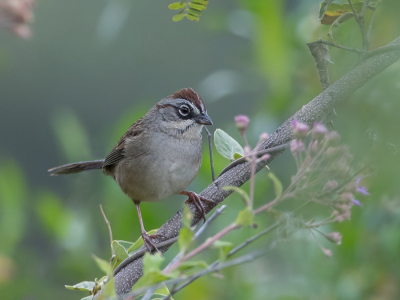 <i class='fa fa-user'></i> Paul van Giersbergen |   Oaxacagors  <i class='fa fa-eye'> 141</i>  <i class='fa fa-thumbs-up'> 3</i>   <i class='fa fa-comment-o'> 7</i>