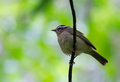 <i class='fa fa-user'></i> charlysax |   Driebandzanger  <i class='fa fa-eye'> 109</i>   <i class='fa fa-comment-o'> 1</i>