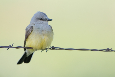 <i class='fa fa-user'></i> Hans Overduin |   Arkansaskoningstiran  <i class='fa fa-eye'> 208</i>  <i class='fa fa-thumbs-up'> 7</i>   <i class='fa fa-comment-o'> 3</i>