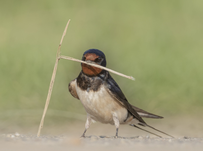 <i class='fa fa-user'></i> Fred |   Boerenzwaluw  <i class='fa fa-eye'> 218</i>  <i class='fa fa-thumbs-up'> 9</i>   <i class='fa fa-comment-o'> 4</i>