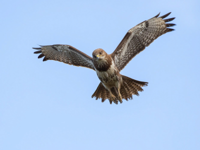 Het uitzicht van een muis een paar seconden voor de aanval zou je kunnen zeggen. Deze buizerd hing wel heel laag boven de auto te bidden ideaal voor een mooie plaatje.