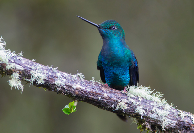 <i class='fa fa-user'></i> charlysax |   Saffiervleugelkolibrie  <i class='fa fa-eye'> 177</i>  <i class='fa fa-thumbs-up'> 14</i>   <i class='fa fa-comment-o'> 9</i>