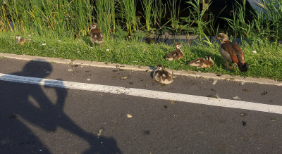 Camera en lens ingeruild voor een racefiets en een tweedehands telefoon. 
Hiermee op (fiets)pad gegaan voor de MO met dit als resultaat.