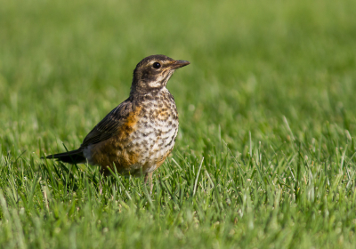 <i class='fa fa-user'></i> hansgans |   Roodborstlijster  <i class='fa fa-eye'> 164</i>   <i class='fa fa-comment-o'> 0</i>