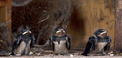 <i class='fa fa-user'></i> Ties Niehof |   Boerenzwaluw  <i class='fa fa-eye'> 234</i>  <i class='fa fa-thumbs-up'> 2</i>   <i class='fa fa-comment-o'> 11</i>