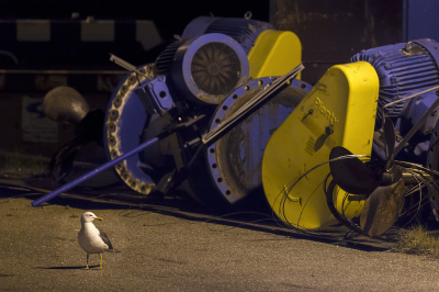 Ik kon de deze foto in een verloren uurtje van mijn nachtdienst maken. De Kleine Mantelmeeuw stond in de buurt van een lantaarnpaal, op de achtergrond staan een paar oude tankmixers.