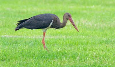 Vanmorgen de vrij zeldzame zwarte ooievaar in Nederland opgezocht. Hij wilde helaas niet echt dichtbij komen, maar ik kon gelukkig een aantal foto's uit de auto nemen. De temperatuur was weer redelijk normaal zodat er volgens mij geen waarneembare warmtetrillingen zijn ontstaan.