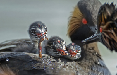 <i class='fa fa-user'></i> anevanrees |   Geoorde Fuut  <i class='fa fa-eye'> 474</i>  <i class='fa fa-thumbs-up'> 19</i>   <i class='fa fa-comment-o'> 19</i>