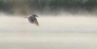 <i class='fa fa-user'></i> Fons Hoiting |   Kwak  <i class='fa fa-eye'> 324</i>  <i class='fa fa-thumbs-up'> 16</i>   <i class='fa fa-comment-o'> 16</i>