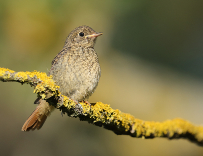 <i class='fa fa-user'></i> loek van de Leur |   Gekraagde Roodstaart  <i class='fa fa-eye'> 212</i>   <i class='fa fa-comment-o'> 2</i>