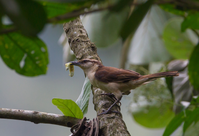 <i class='fa fa-user'></i> charlysax |   Tweekleurige Winterkoning  <i class='fa fa-eye'> 140</i>   <i class='fa fa-comment-o'> 2</i>