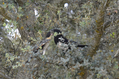 <i class='fa fa-user'></i> josephine |   Kuifkoekoek  <i class='fa fa-eye'> 368</i>  <i class='fa fa-thumbs-up'> 19</i>   <i class='fa fa-comment-o'> 19</i>