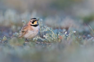 <i class='fa fa-user'></i> Hans Overduin |   Strandleeuwerik  <i class='fa fa-eye'> 471</i>  <i class='fa fa-thumbs-up'> 33</i>   <i class='fa fa-comment-o'> 20</i>