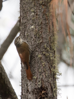 <i class='fa fa-user'></i> Paul van Giersbergen |   Witbuikmuisspecht  <i class='fa fa-eye'> 122</i>   <i class='fa fa-comment-o'> 0</i>