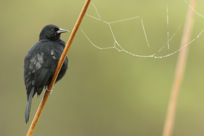 <i class='fa fa-user'></i> Martjan Lammertink |   Moerastroepiaal  <i class='fa fa-eye'> 151</i>  <i class='fa fa-thumbs-up'> 7</i>   <i class='fa fa-comment-o'> 9</i>