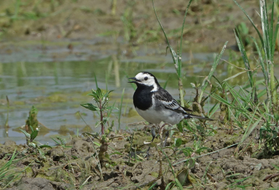 Op deze warme dag stonden de runderen allemaal in het poeltje. Daarboven vlogen twee rouwkwikstaarten een landde bij mij in de buurt langs de rand van het water.