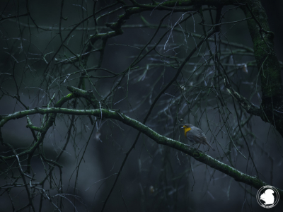 Het was nog wat donker in het bos, daarom heb ik gebruik gemaakt van een mono pot.
Camera: Nikon D500
Lens: Sigma 150-600 sport
ISO:2000
Sluitertijd: 1/60
Diafragma: 6.3
Tijdens het maken van deze foto had ik al gedachte om dit effect er aan toe te voegen. Daarom wilde ik zoveel mogelijke takken op de achtergrond. 
Ik ben wel benieuwd wat jullie er van vinden, ik wilde namelijk op een unieke manier een roodborst in beeld brengen.