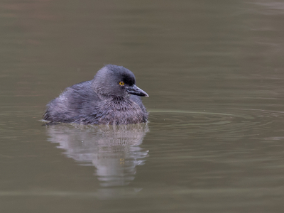 <i class='fa fa-user'></i> Paul van Giersbergen |   Amerikaanse Dodaars  <i class='fa fa-eye'> 220</i>  <i class='fa fa-thumbs-up'> 1</i>   <i class='fa fa-comment-o'> 4</i>