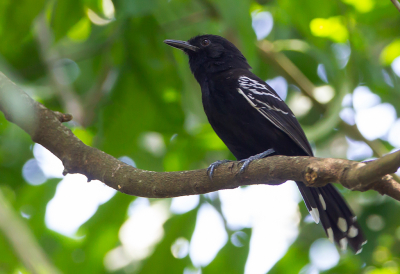 <i class='fa fa-user'></i> charlysax |   Rouwmiervogel  <i class='fa fa-eye'> 123</i>   <i class='fa fa-comment-o'> 1</i>