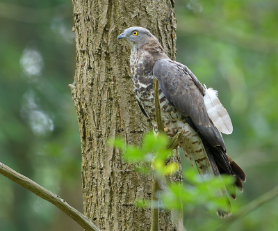 Vanmorgen in alle vroegte aan mn dagelijkse rondje begonnen rond het dorp. Ik zat in de auto te kijken bij een naburig bosje of de spechten nog tevoorschijn wilden komen. Ineens vloog een roofvogel voorbij en ging voor de auto aan de rand van het bosje in een eik zitten. Het was een hele toer om hem vanuit de auto in beeld te krijgen (auto starten kon niet) maar uiteindelijk kon ik een paar opnames maken alvorens hij weg vloog. Het was mijn eerste ontmoeting met een wespendief en daardoor was mijn morgen weer helemaal goed.