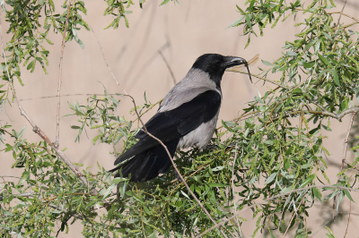 <i class='fa fa-user'></i> Henk Baptist |   Bonte Kraai  <i class='fa fa-eye'> 218</i>   <i class='fa fa-comment-o'> 3</i>