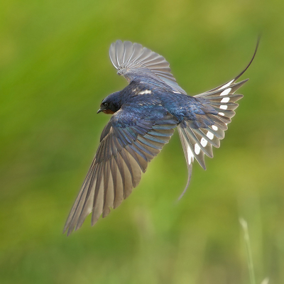 <i class='fa fa-user'></i> anevanrees |   Boerenzwaluw  <i class='fa fa-eye'> 402</i>  <i class='fa fa-thumbs-up'> 23</i>   <i class='fa fa-comment-o'> 12</i>